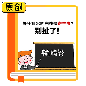 蝦頭扯出的白線是寄生蟲？別扯了！ (3)